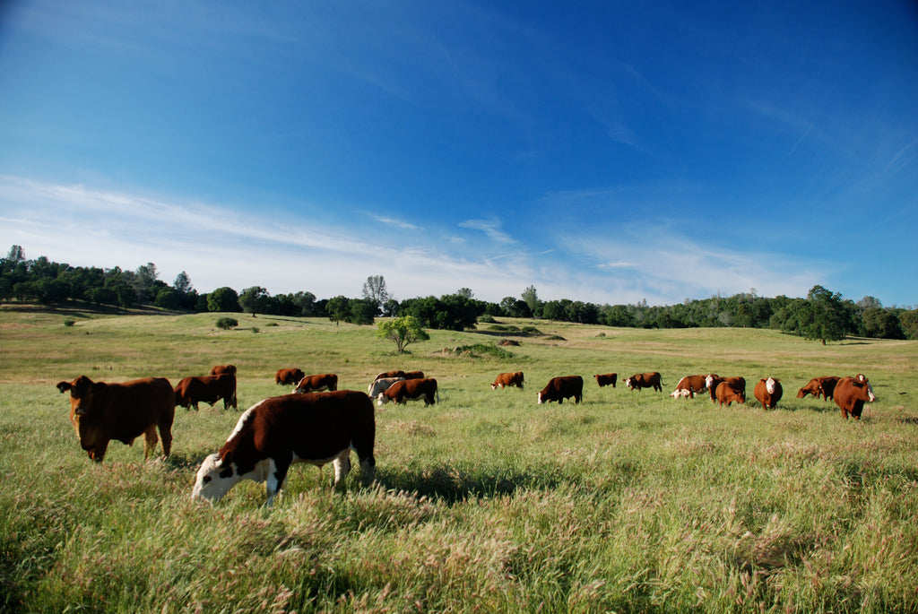 Raising Healthy Livestock