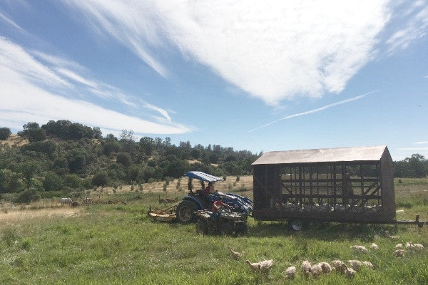 Moving The Turkeys