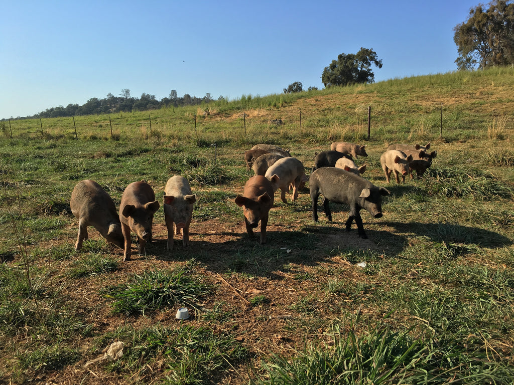 Saint Stephen's Pig Roast