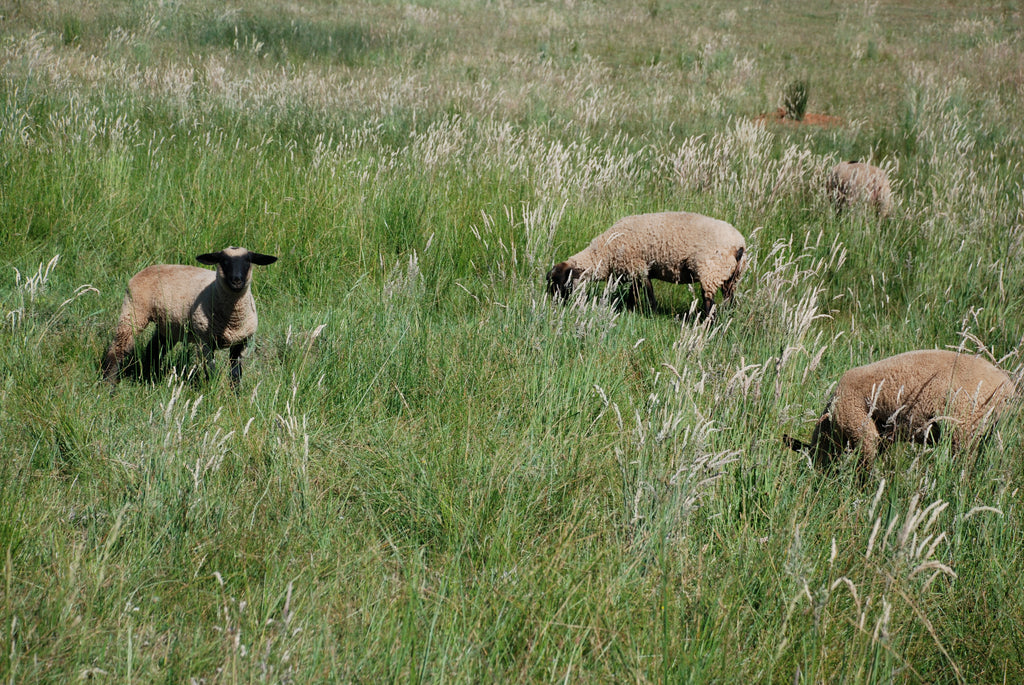 family friendly farms in grass valley california meadow grass lamb product collection