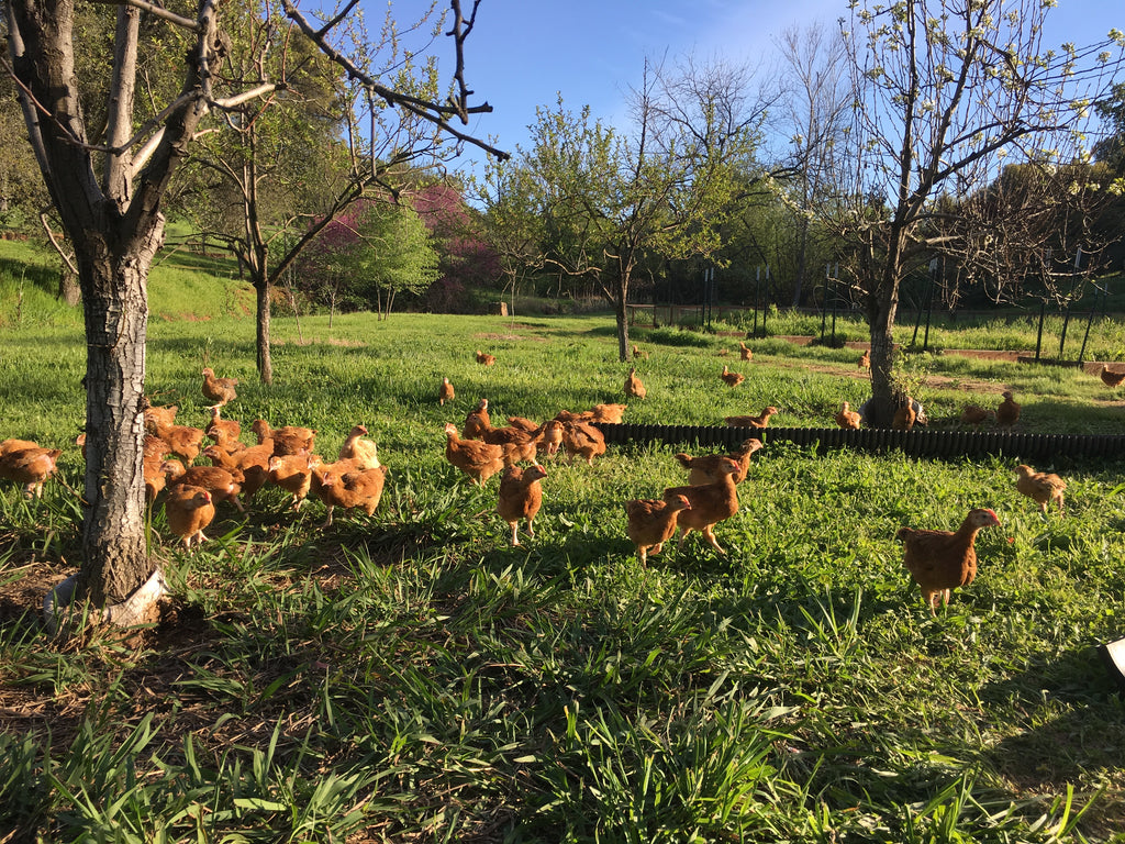 Free-Range Chicken – Family Friendly Farms